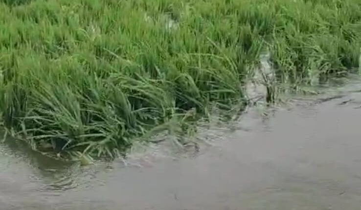 Farmer's difficulty water milk