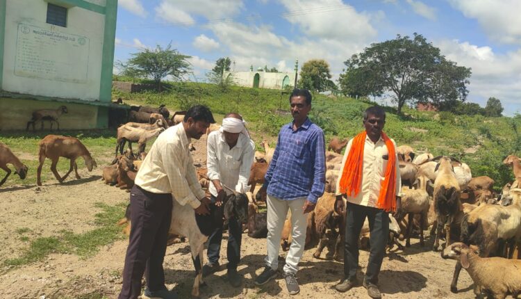 PPR vaccines for sheep and goats