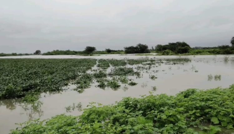 Heavy flood in Godavari.. Soya submerged in water