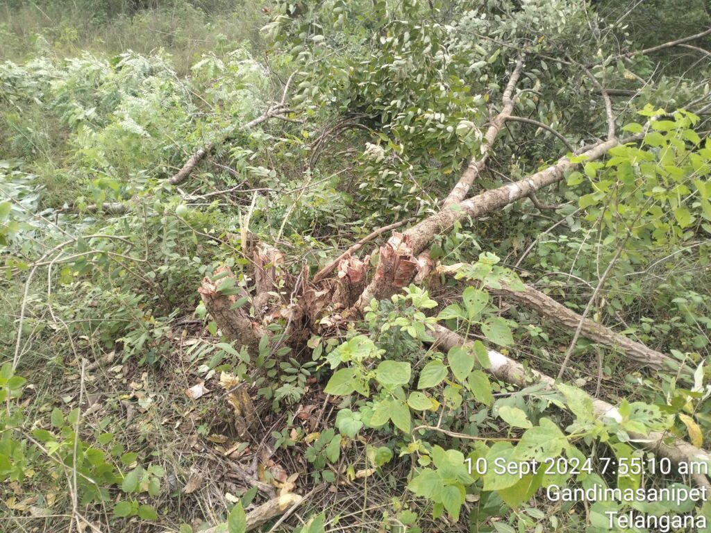 Cases against 9 people for destroying 12 acres of forest in Hajipur Tanda