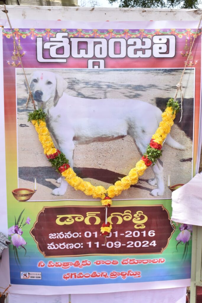 Dog Goldie is no more